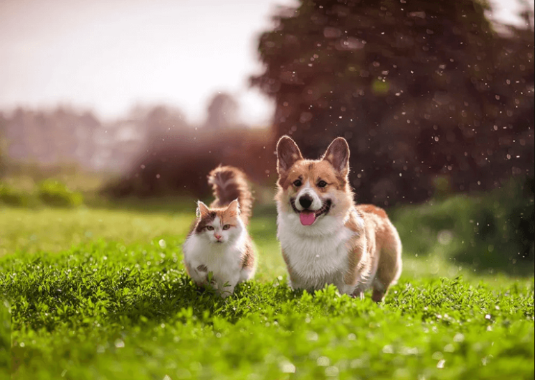 The Benefits of Enrolling Your Pet in a Pet Insurance NC Plan