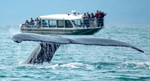 How To Prepare For Your Juneau Whale Watching Adventure